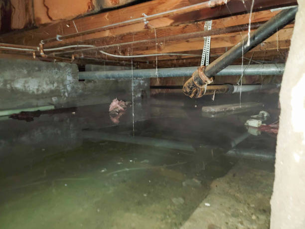 Best Flood damage cleanup  in Tamaqua, PA