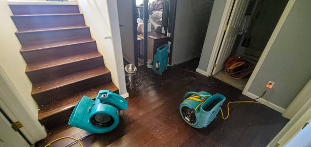 Best Mold removal after water damage  in Tamaqua, PA